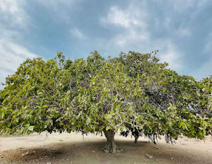 تور جزیره هنگام