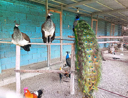 کارتینگ مجموعه هفت اقلیم فومن