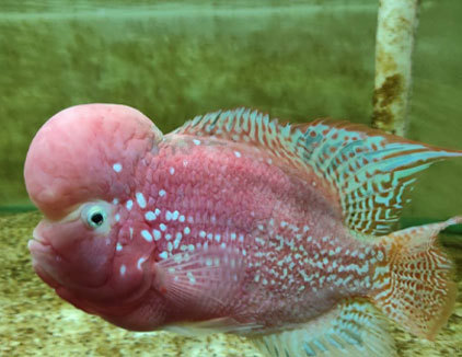 مجموعه گردشگری آکواریوم پارک شهر تهران