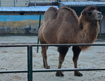 باغ وحش وکیل آباد مشهد