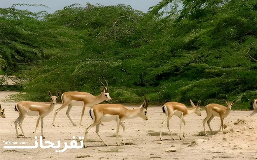 جاهای دیدنی کیش